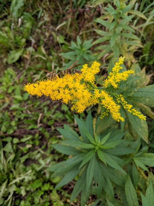 Ragweed Wasp Wasps