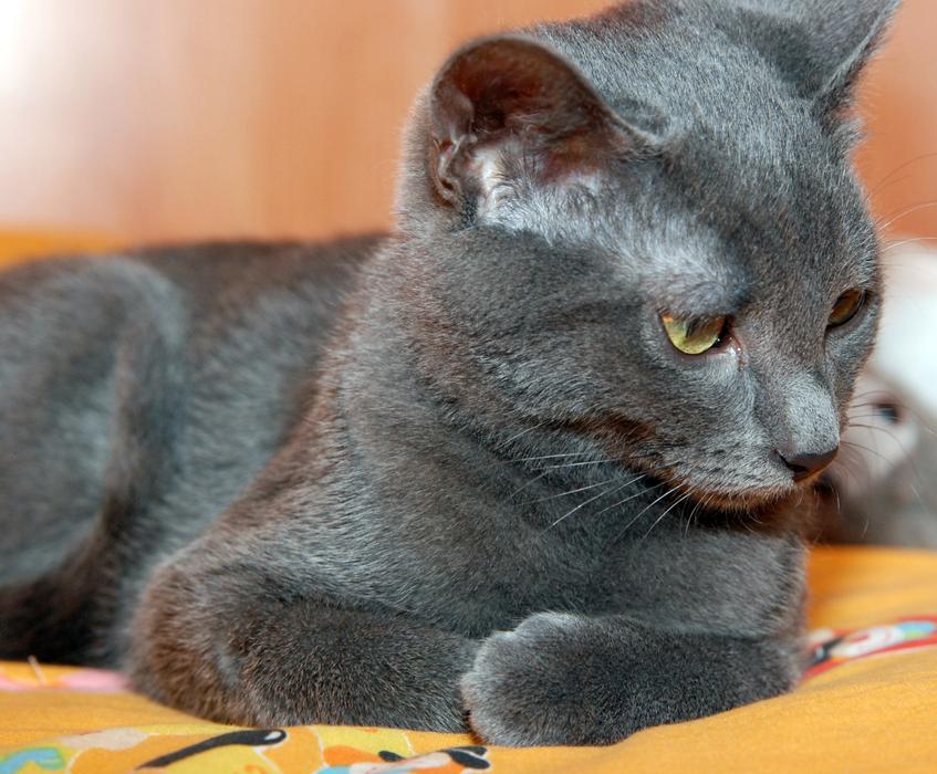 Cat Gray