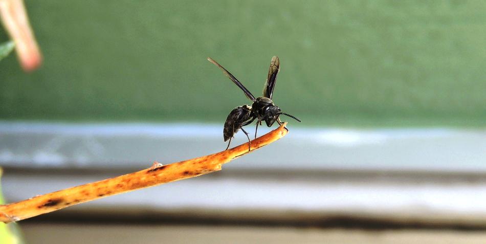 Insect Nature Animalia Anisoptera