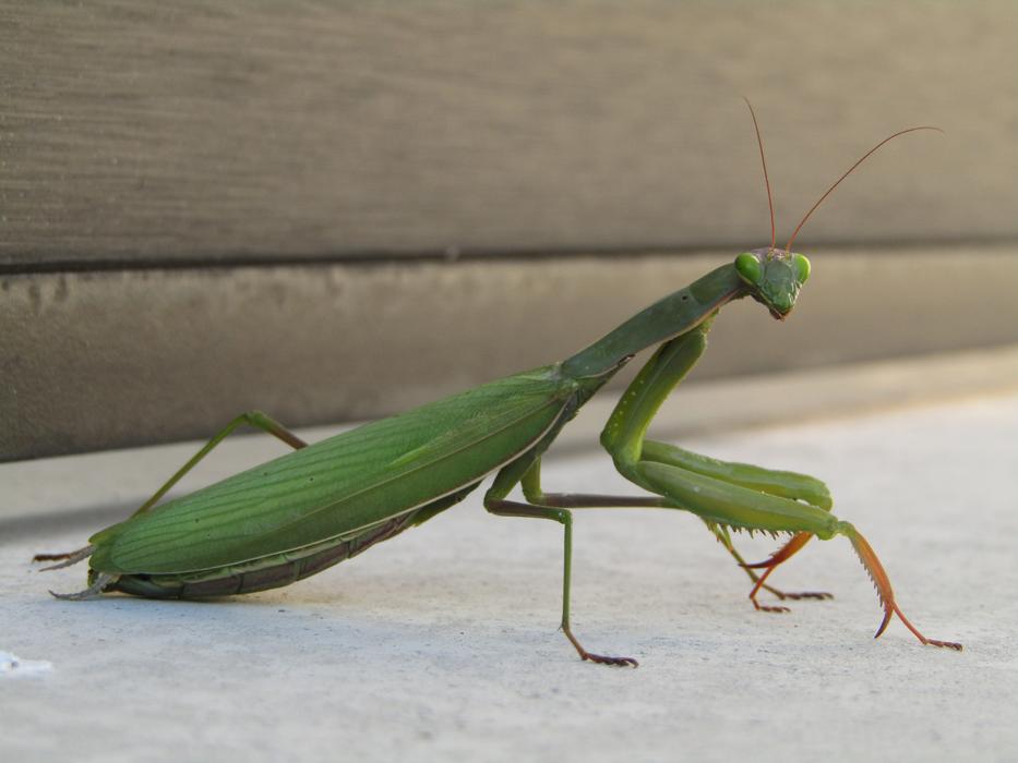 Insect Mantis Religiosa