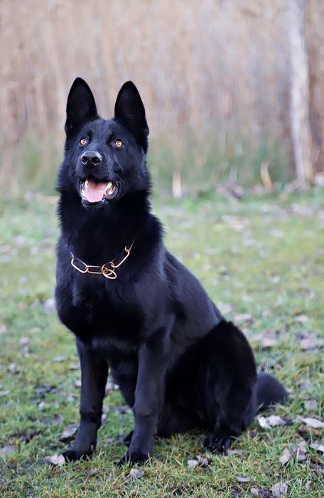 Black German Shepherd Beauty
