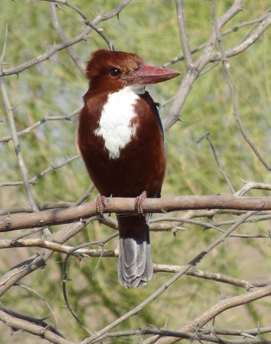 Bird Kingfisher White-Throated