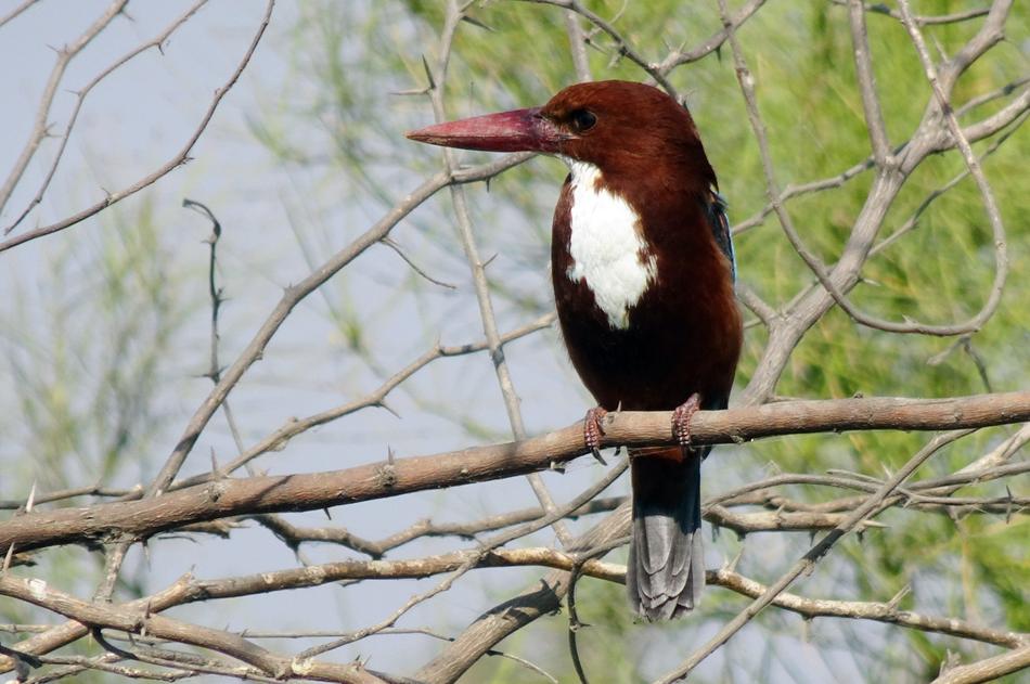 Bird Kingfisher White-Throated