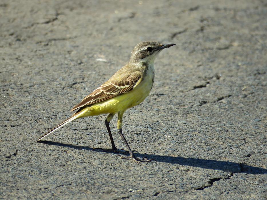 Yellow Wagtail Bird in wildlife