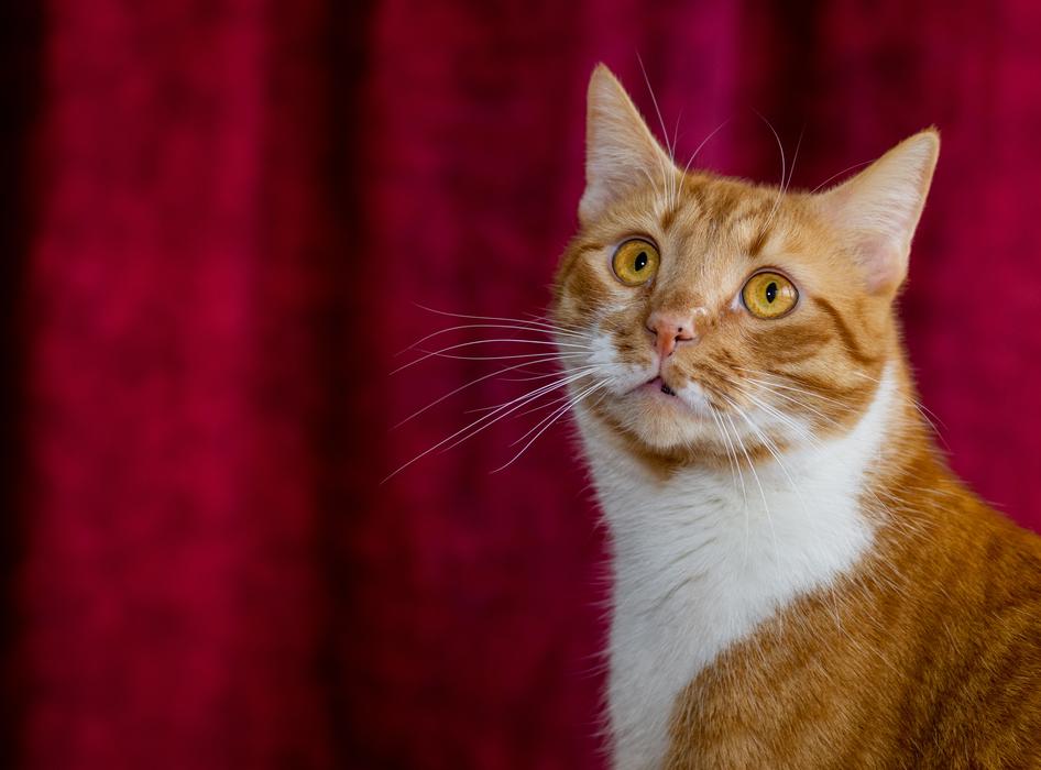 cute cat looking up