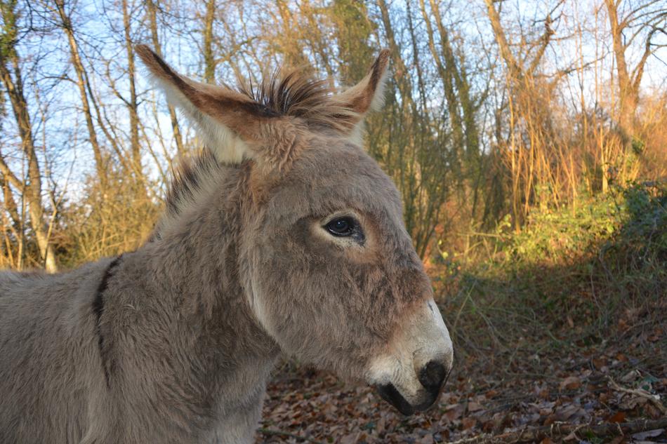 Donkey Ass Saint André Grey