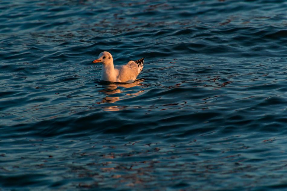 Seagull Water Bird