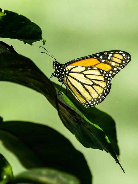 Cuba Havana Butterfly