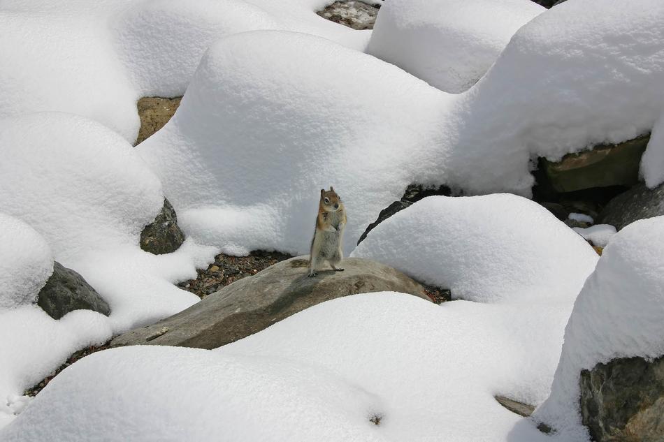 Snow Squirrel Winter