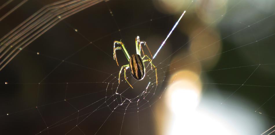 Spider Arachnid Insect