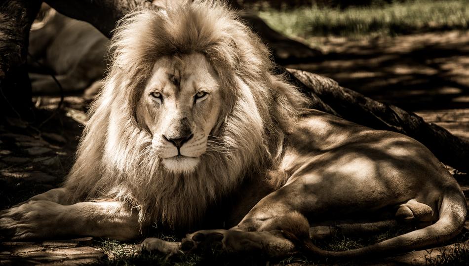 Mammal Lion Animal