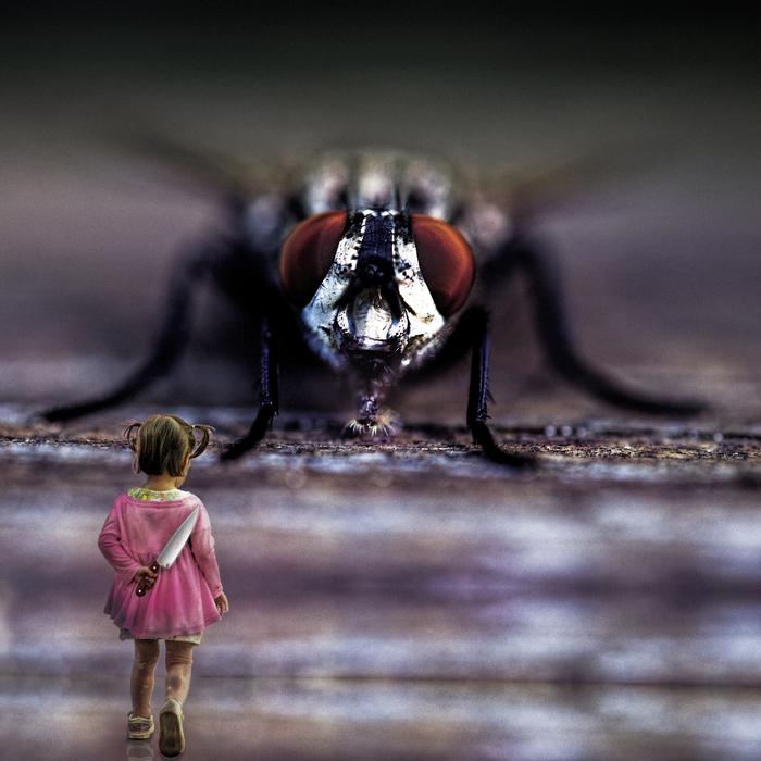 Insect Fly Wing