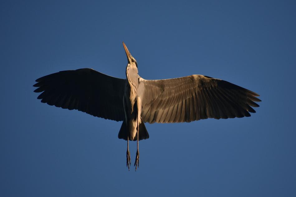 Animal Sky Bird Wild