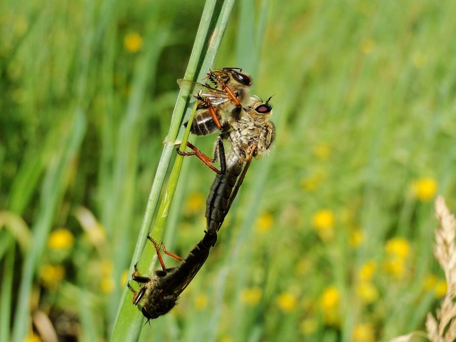 Insect Nature Animals