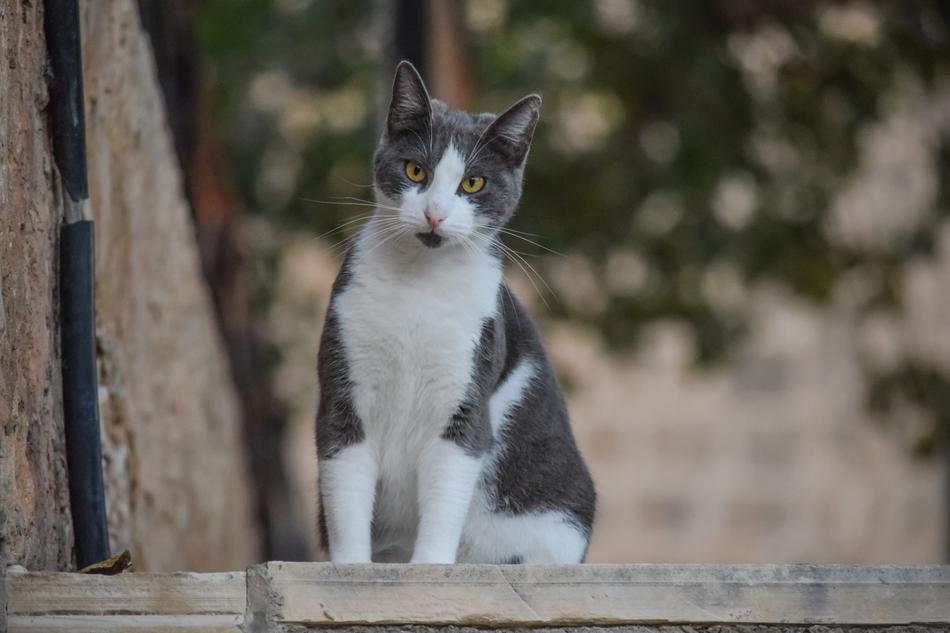 Animal Cute Cat