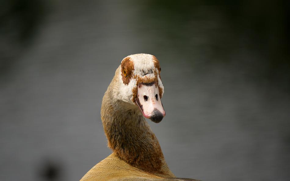 Animal Nature Cute