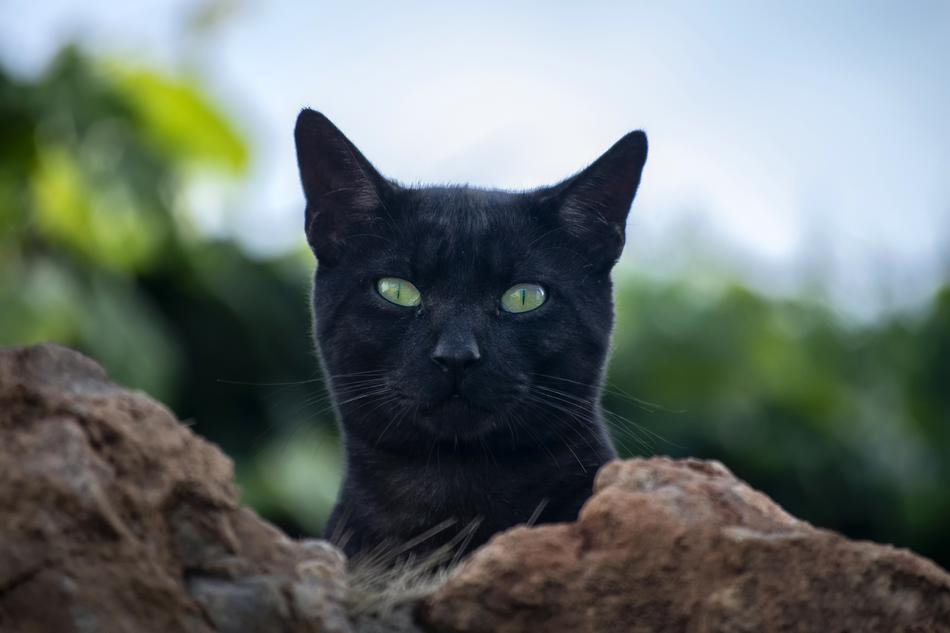 Cat Black Pets