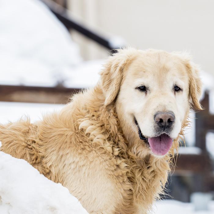fluffy dog in the snow