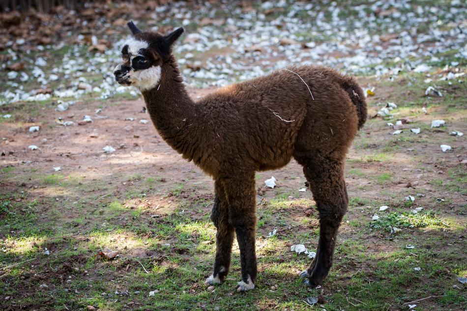Animal Lama Mammals