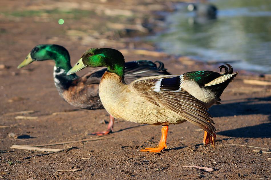 Bird Wildlife Nature