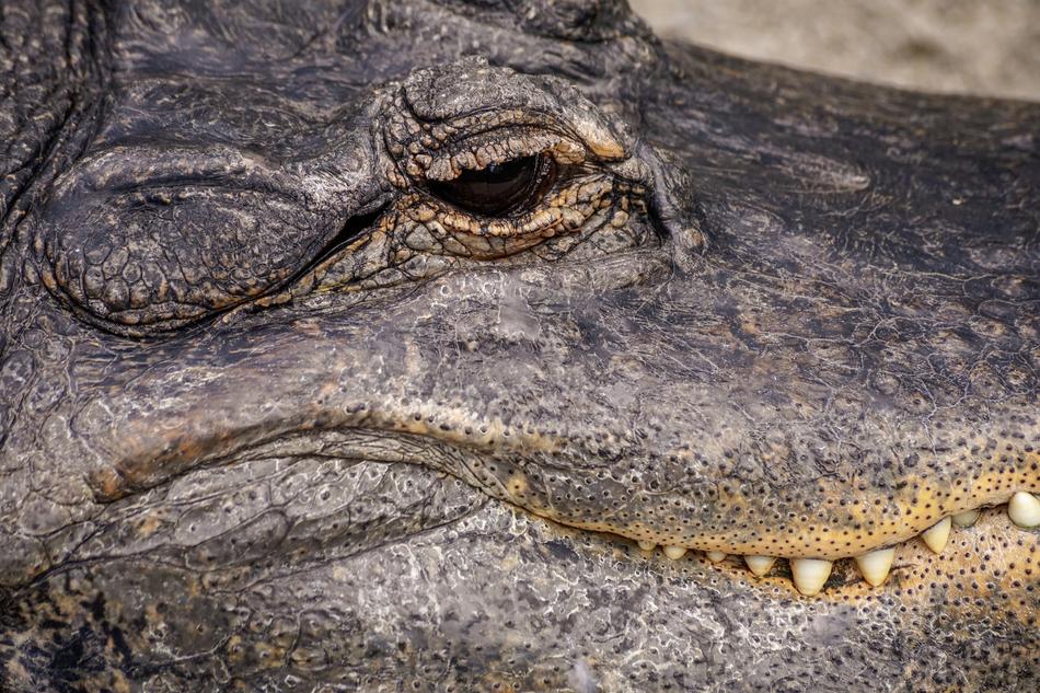 Alligator Reptile Missisipi
