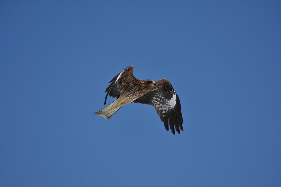 a big bird flies in the blue sky