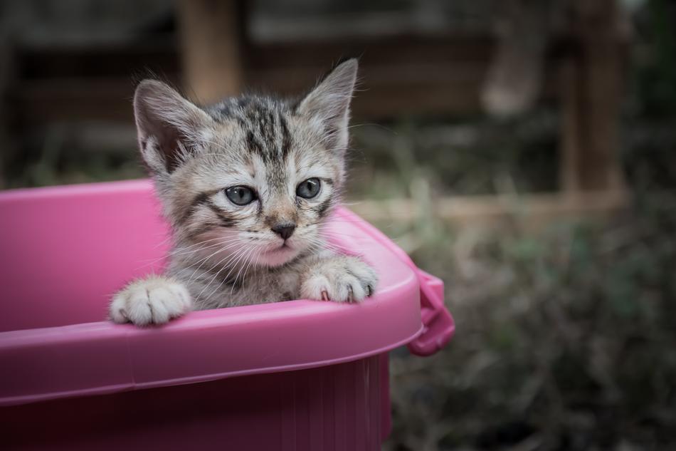 Kittycat in pink basket