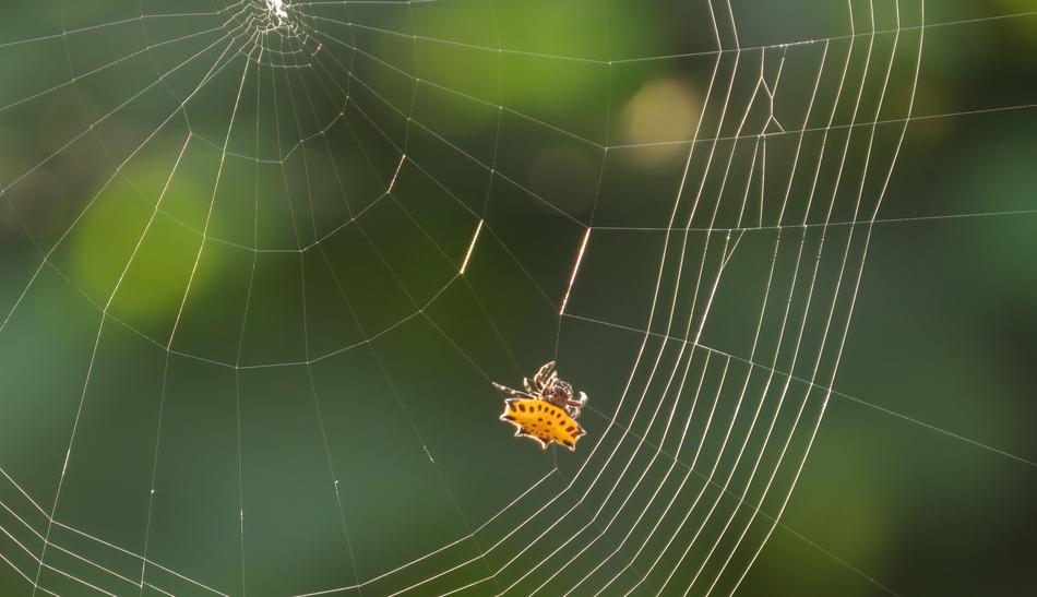Spider Web Arachnid