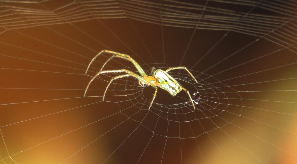 little spider on the web