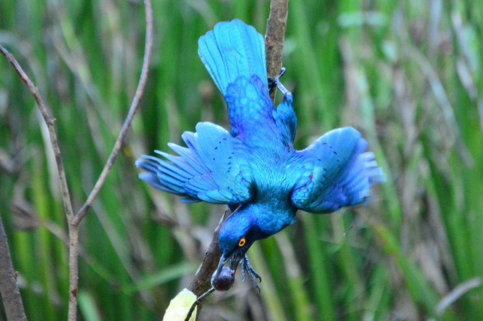 Beautiful Bird Nature