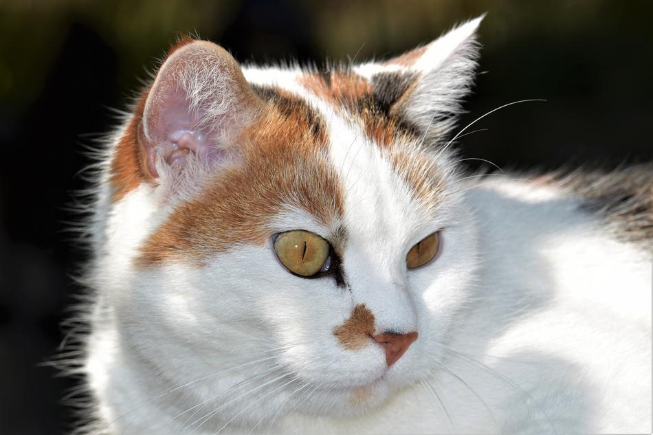 Cat White Pet