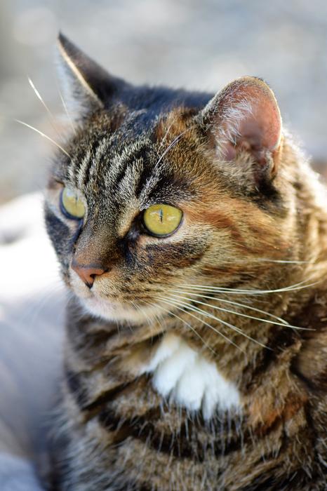 Cat Mackerel Pet photo