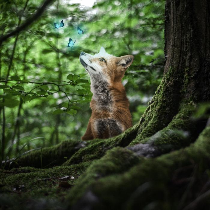 Fox Animal Forest