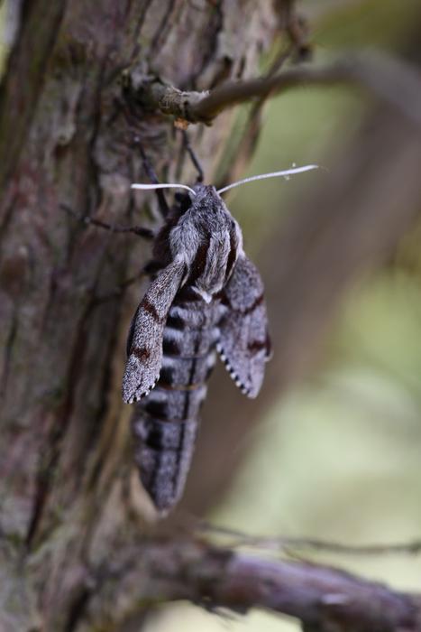 Macro Insect Moth