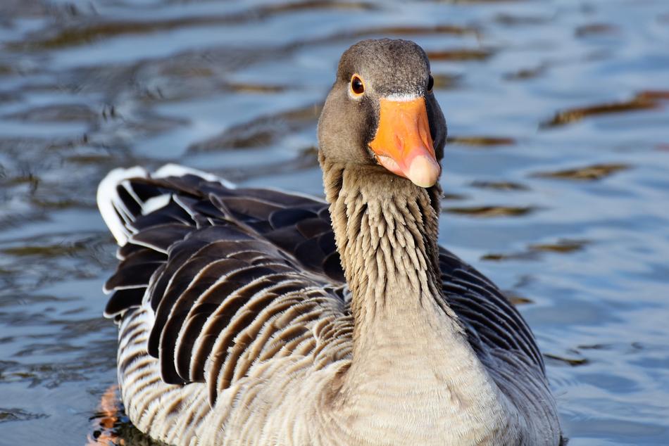 Wild Goose Water Bird
