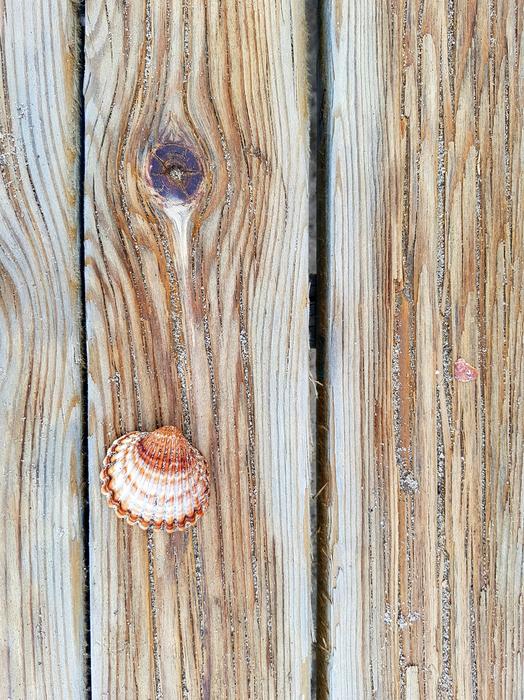 Shell Sea Beach