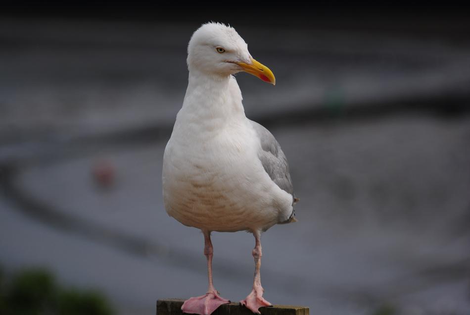 Bird Wildlife Animal