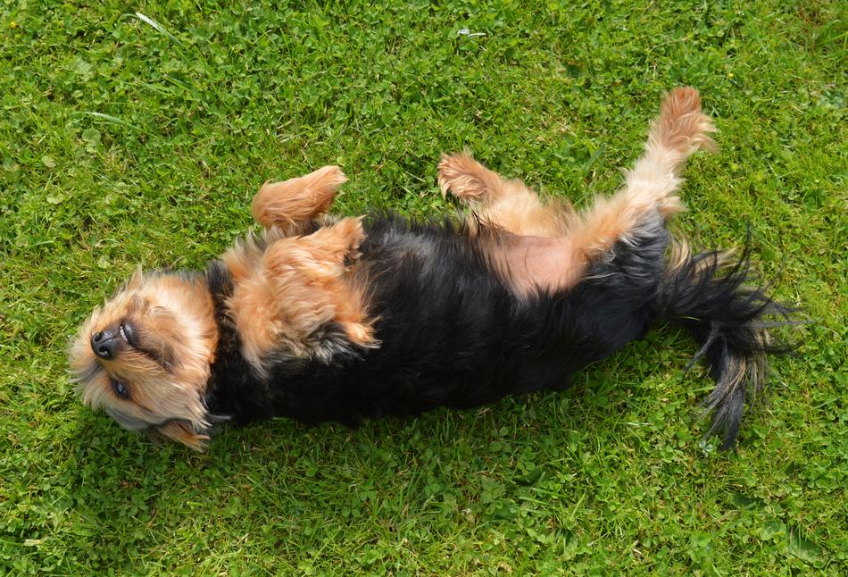 Yorkshire Terrier Dog macro nature