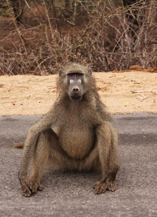 Mammal Animal World Monkey