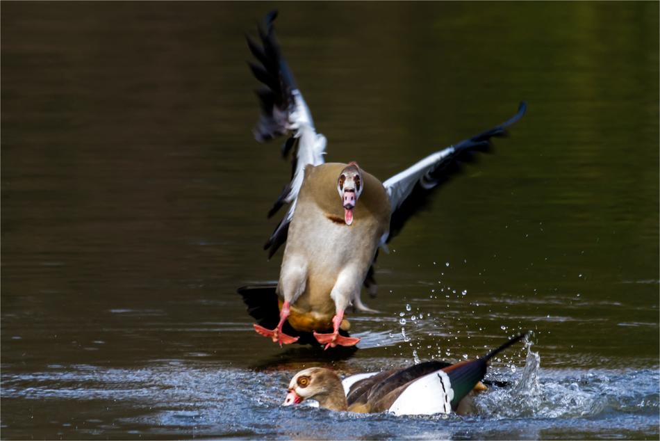 Nilgans Water Bird Animal