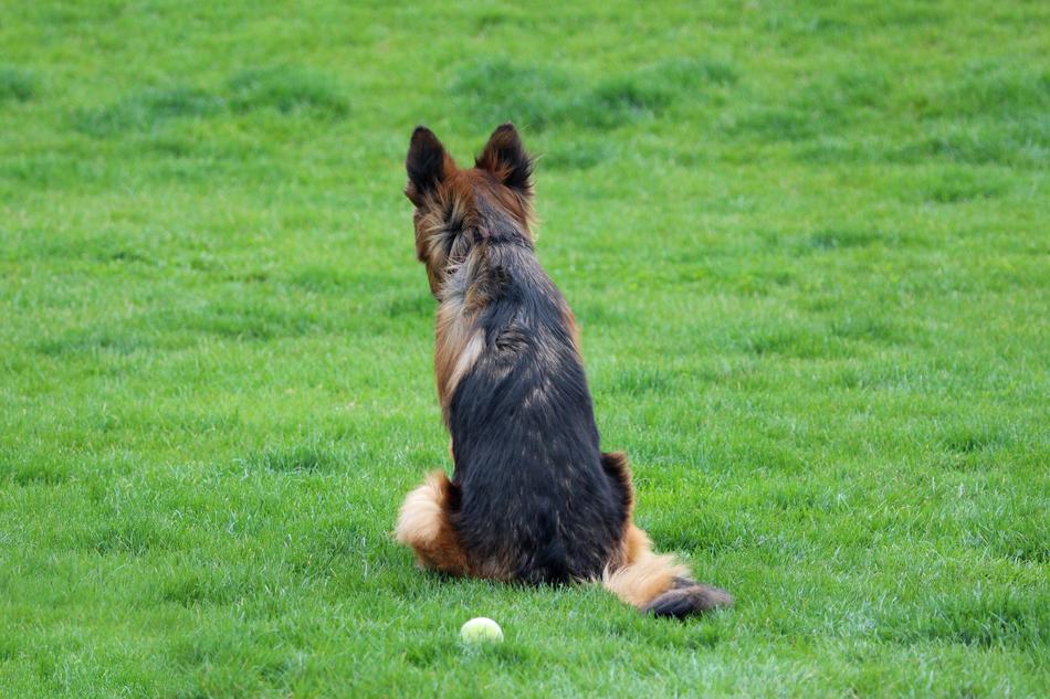 German Shepherd Dog Ball
