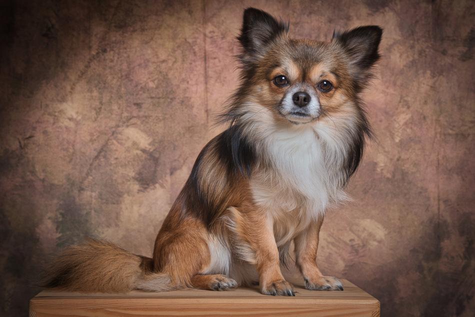 Chihuahua Mammal Dog
