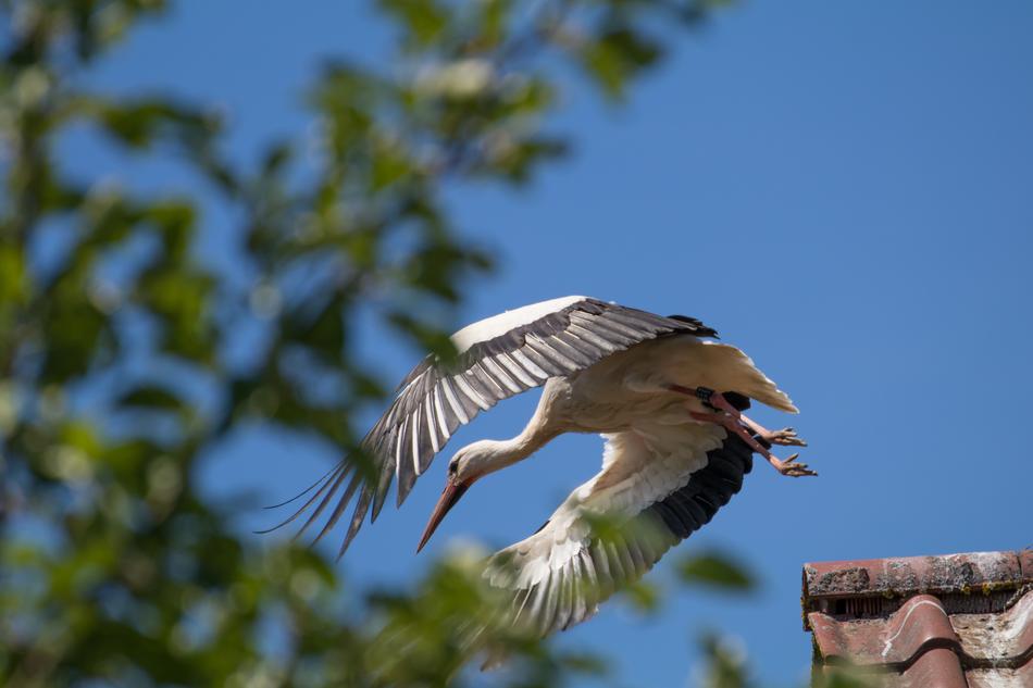 Bird Nature Animal World