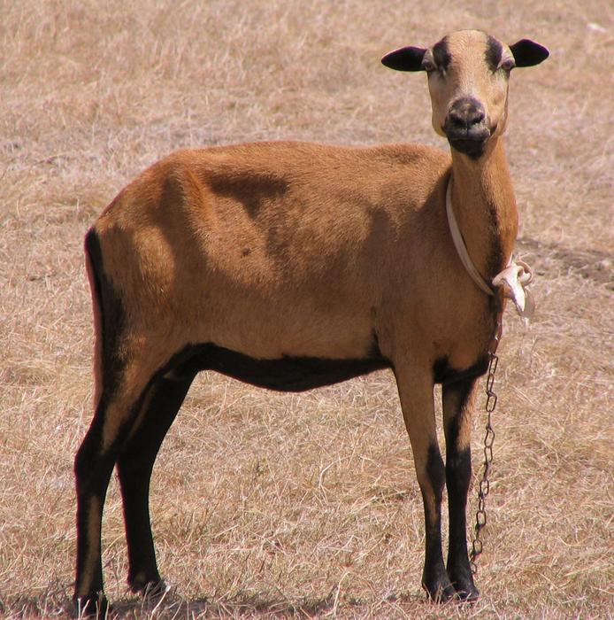 The Sheep Mammals Animal Domestic