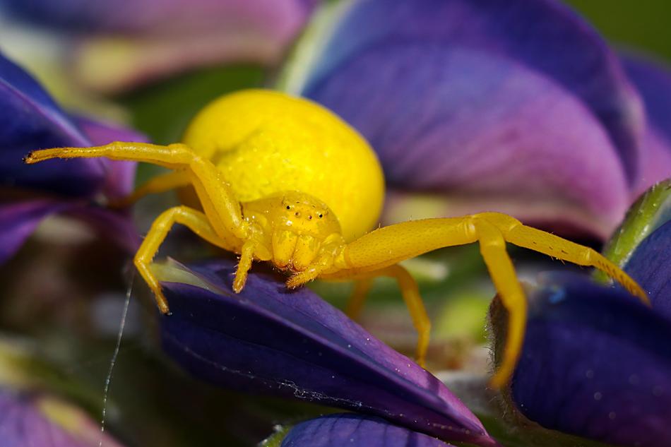 Spider Insect Macro