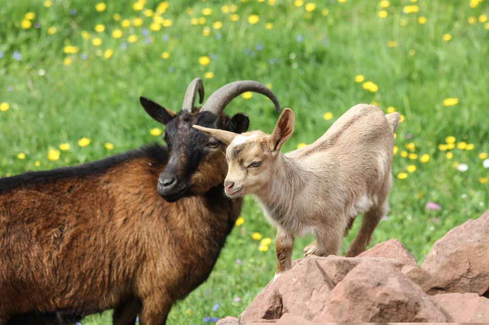 Goats Kid Mother