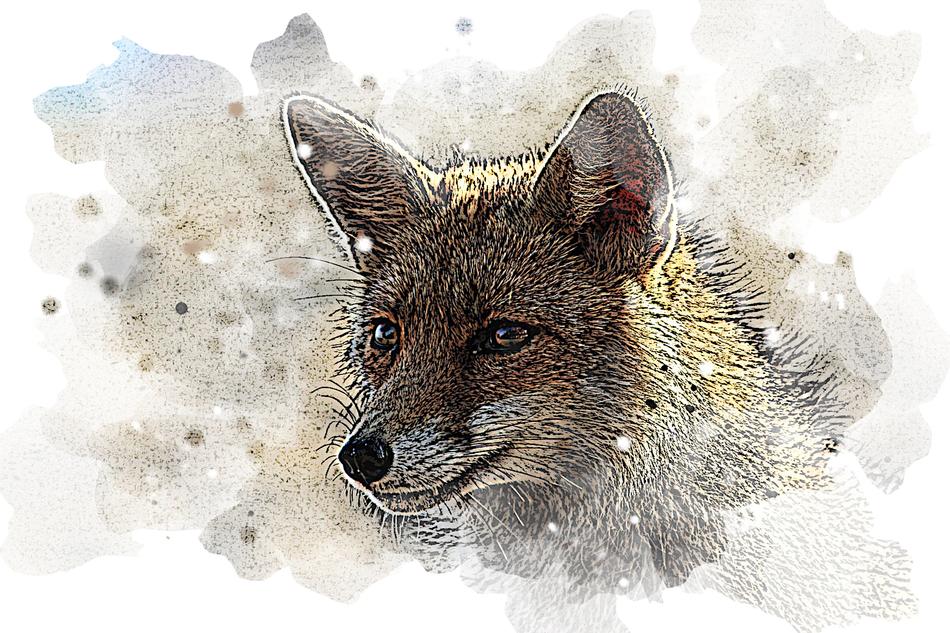 watercolor drawing painting fox
