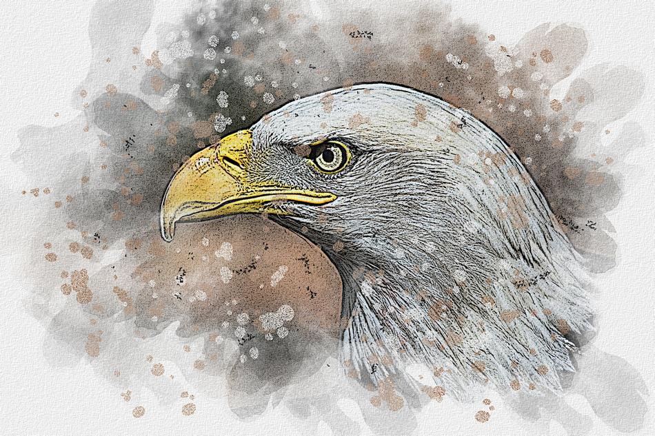 watercolor drawing of eagle bird