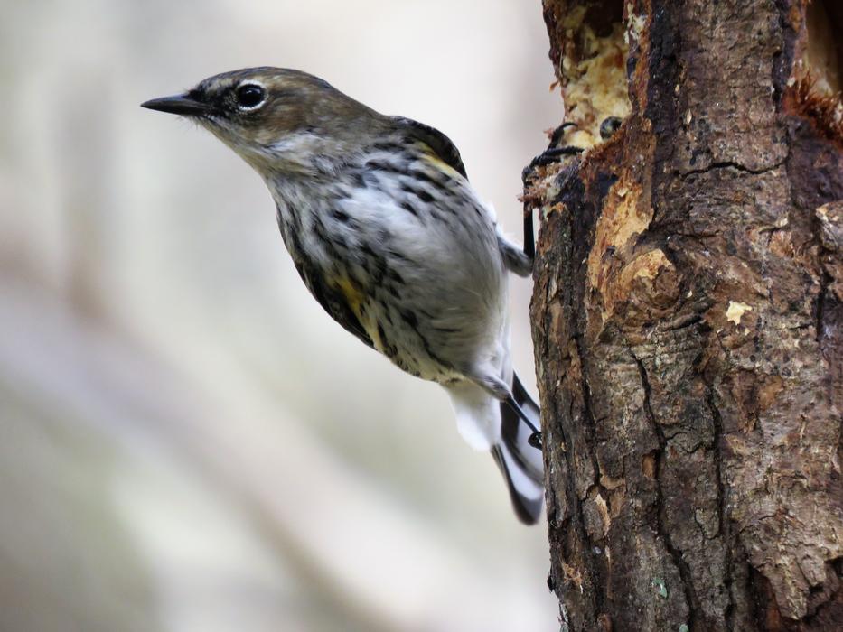 Wildlife Bird Nature
