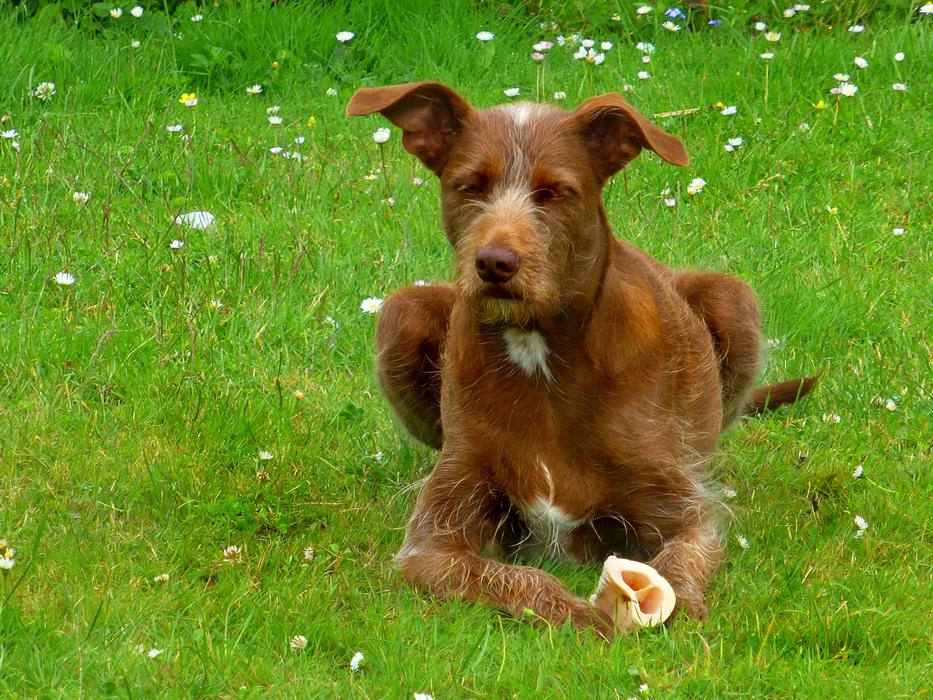 Pet Dog Brown